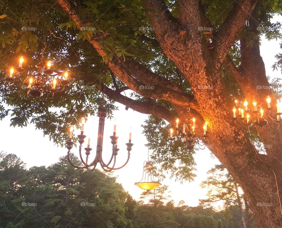 Chandeliers in trees at sunset for garden party 