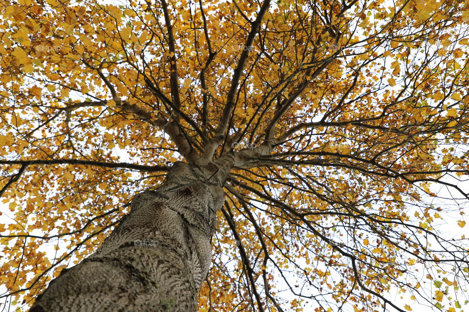 Under the tree with yellow crown 