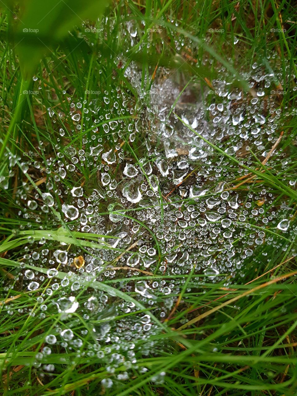 cobwebs in the rain