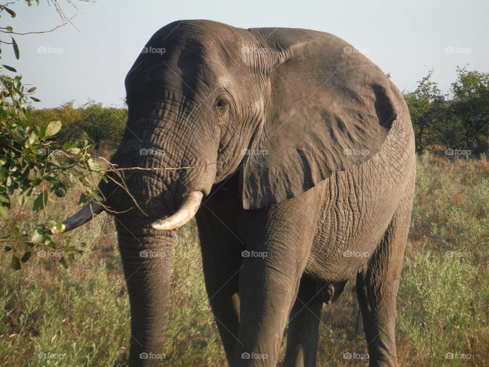 African elephant photographed in Kruger Park in South Africa