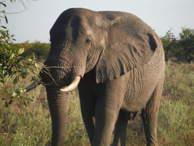 African elephant photographed in Kruger Park in South Africa