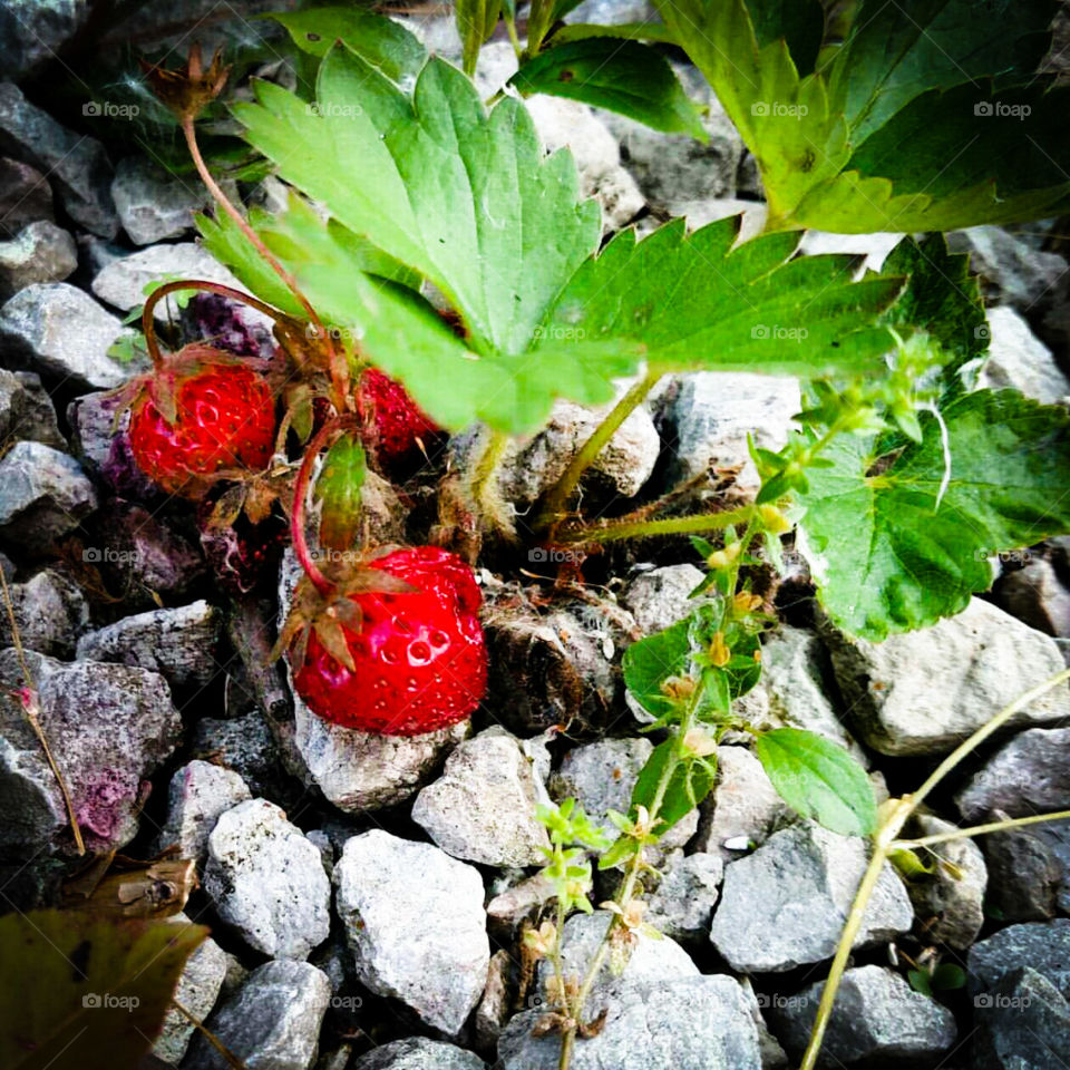 Wild Strawberries