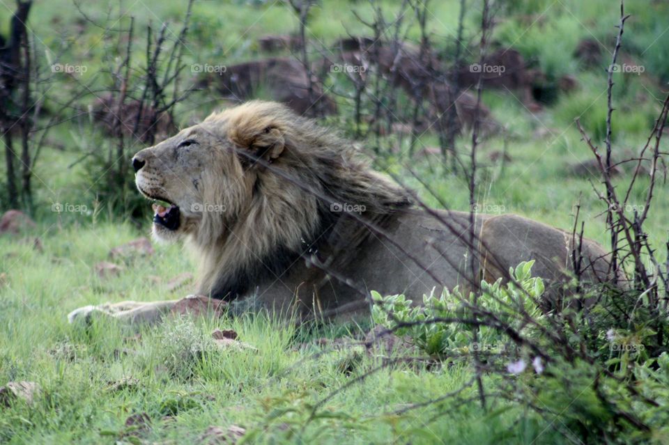 male lion. pilansberg. South Africa