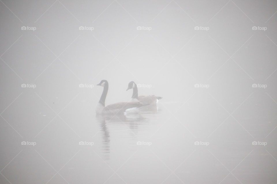 Couple of geese on the lake on a foggy morning