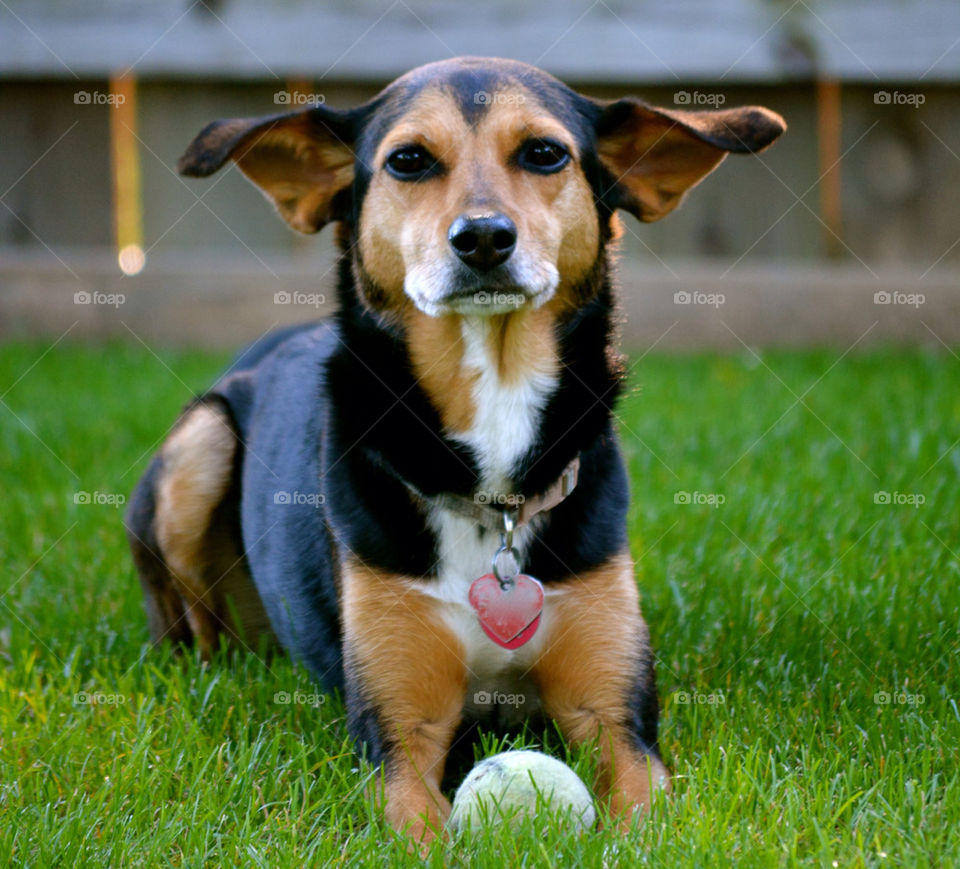 dog white group1 min-pin by refocusphoto