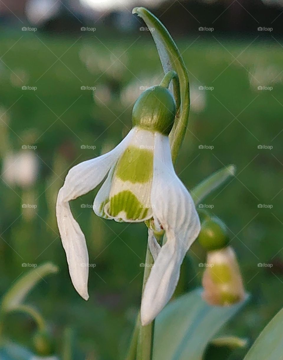 Galanthus bloom