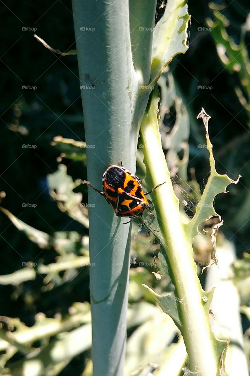 Harlequin bug 