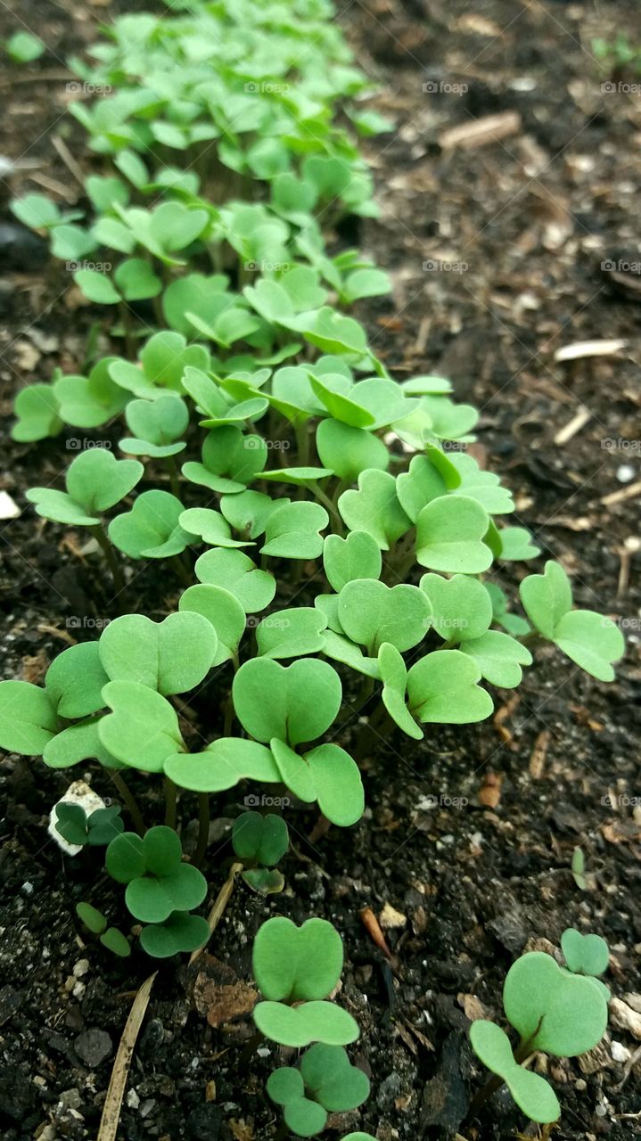 rucola sprouts