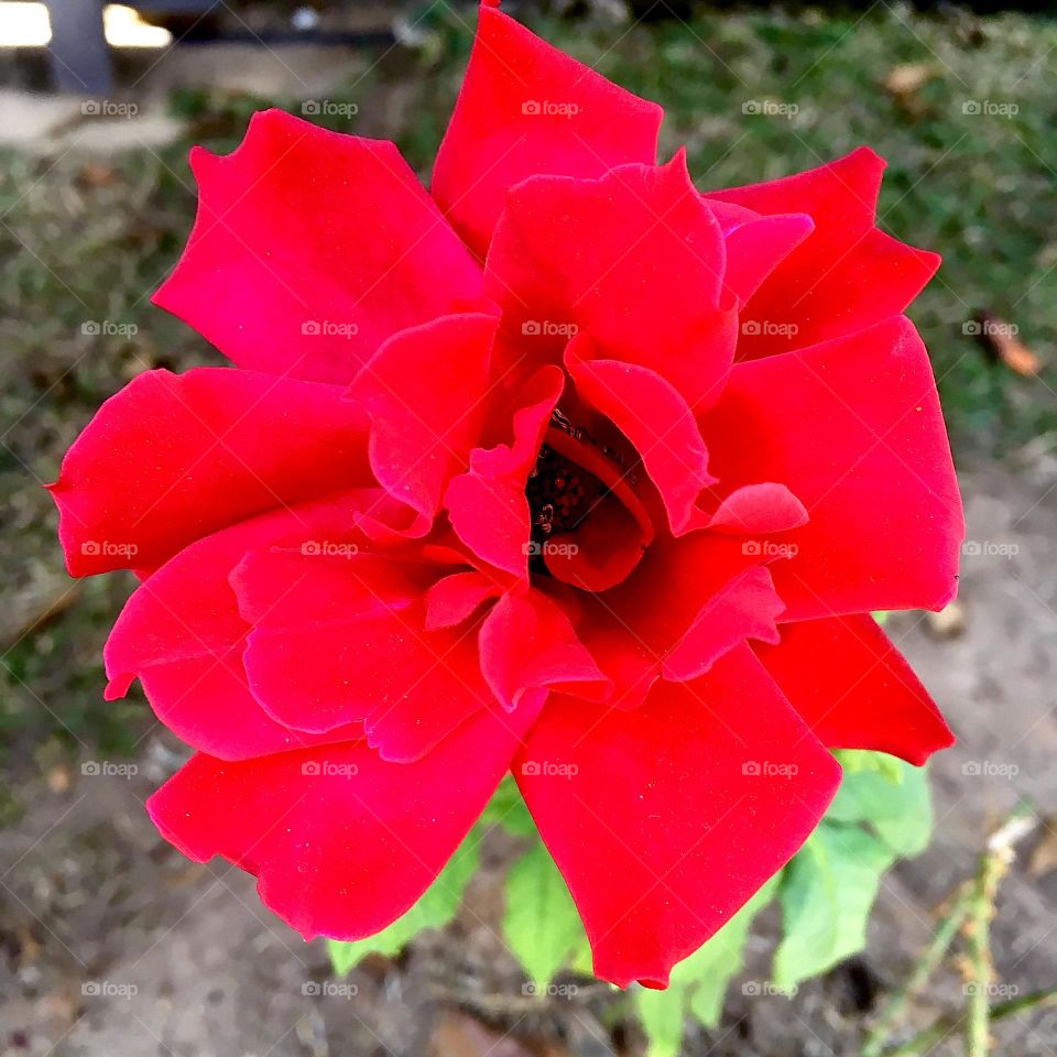 🌹 🇺🇸 Very beautiful flowers to brighten our day.  Live nature and its beauty. Did you like the delicate petals? / 🇧🇷 Flores muito bonitas para alegrar nosso dia. Viva a natureza e sua beleza. Gostaram das pétalas delicadas? 