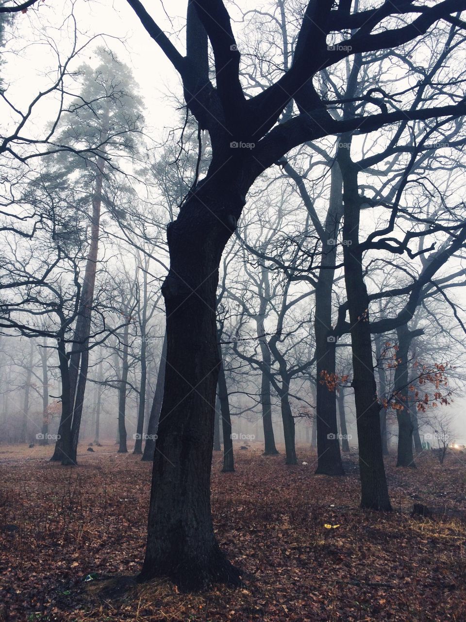 Silhouette of trees