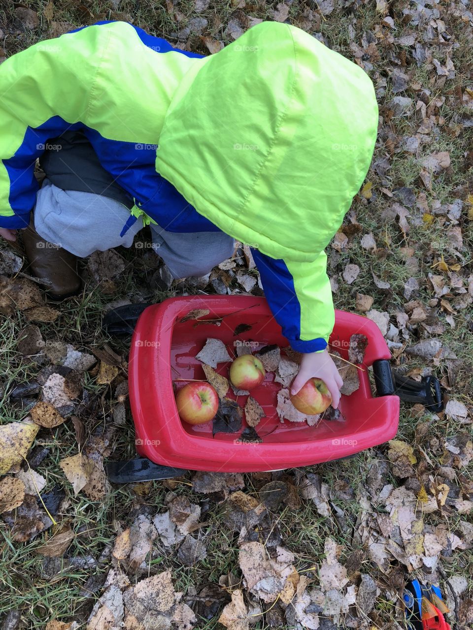 A rainy day and apples