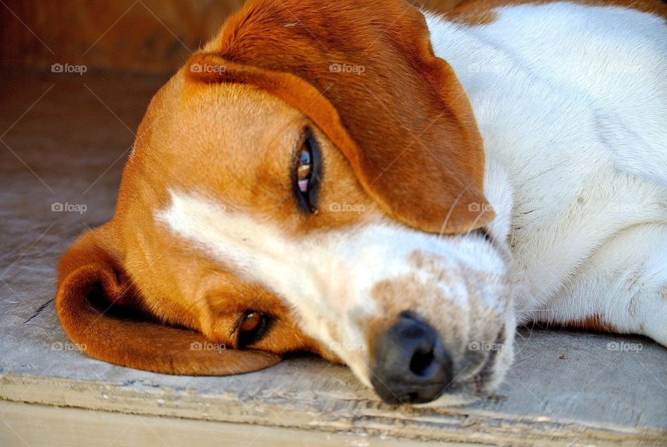 Sleepy Beagle