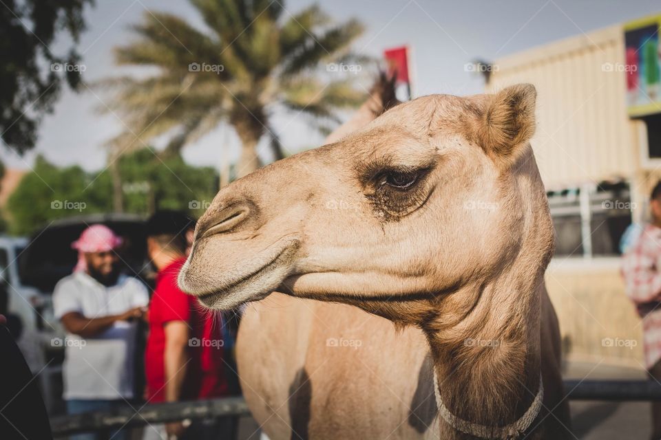 Camel 🐫