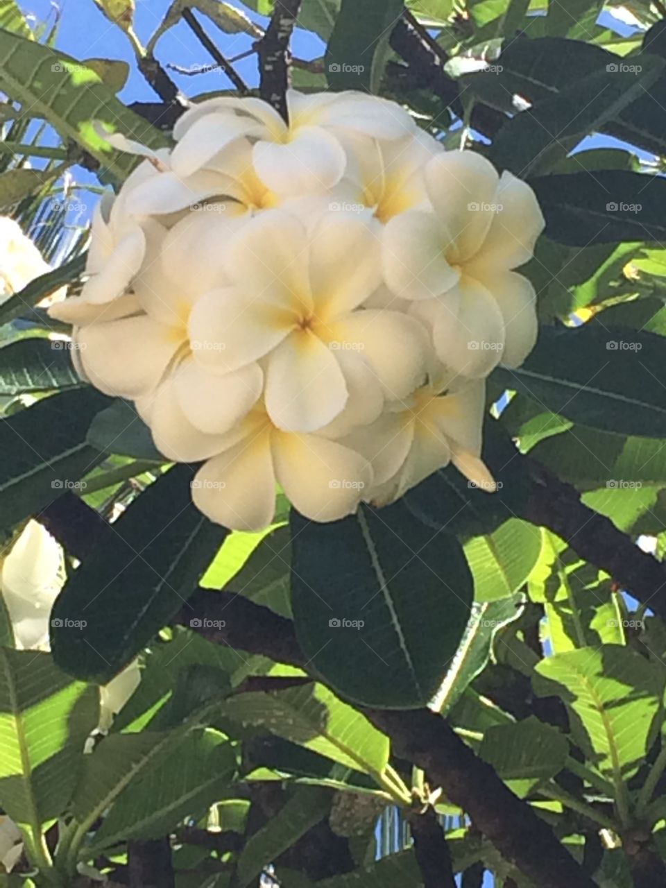 Plumeria tree. Plumeria tree