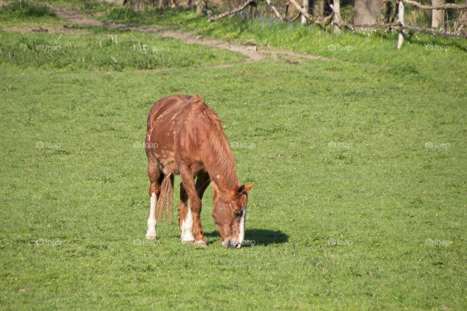 horse in the meadow