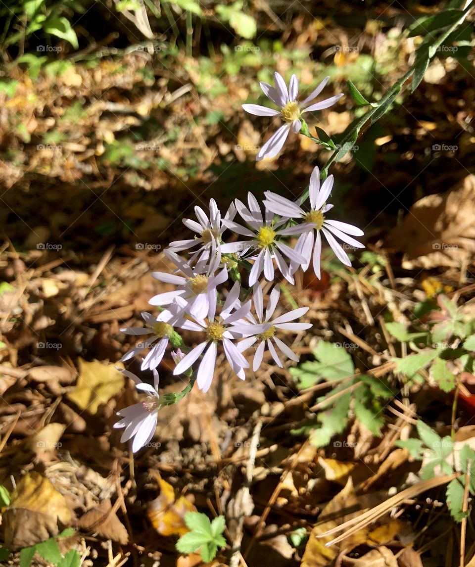 Delicate strands of wildflowers in forest in sunshine 