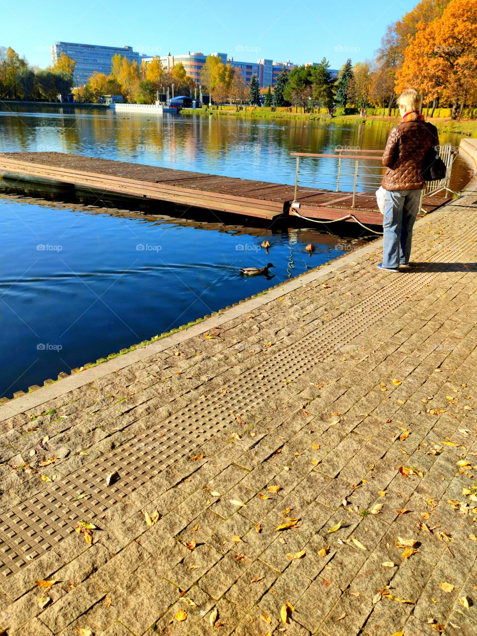 Autumn in the park.  Woman feeding ducks on the pier. Sunny day.  Autumn trees