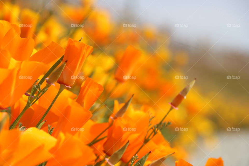 Indian poppy flowers blooming by the coast on springtime 