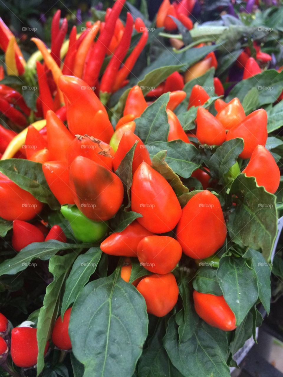 Ornamental peppers
