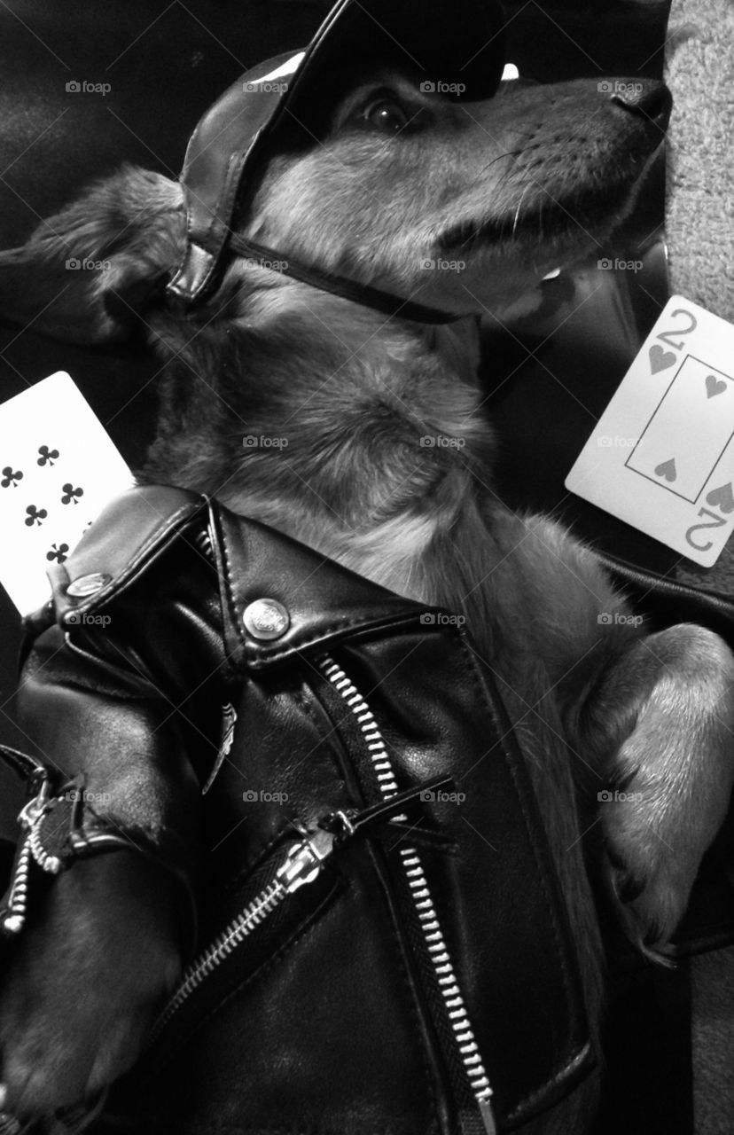 Playing cards. Leather jacket and all
