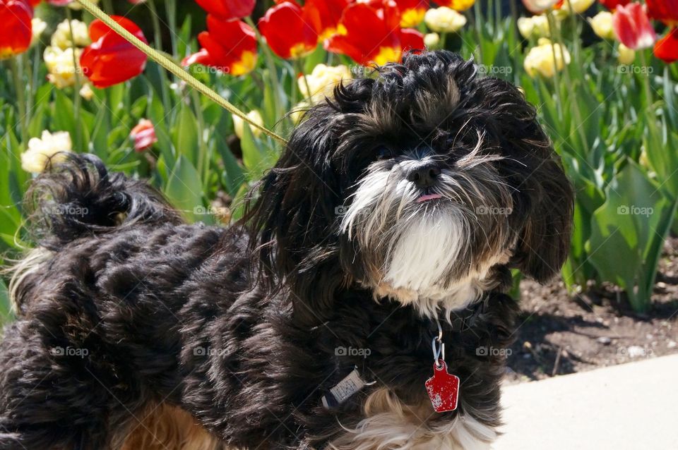 Easy Walk. Zanna Enjoying Spring