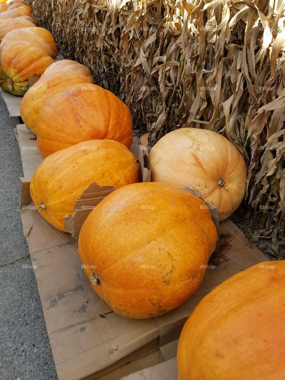 Big Ol Pumpkins
