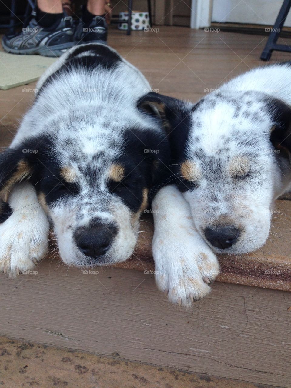 Sleepy puppies