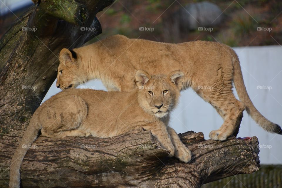 Two lions 