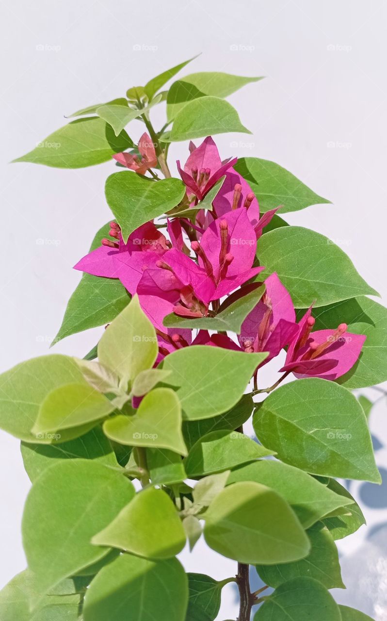 Bougenville the paper flowers...