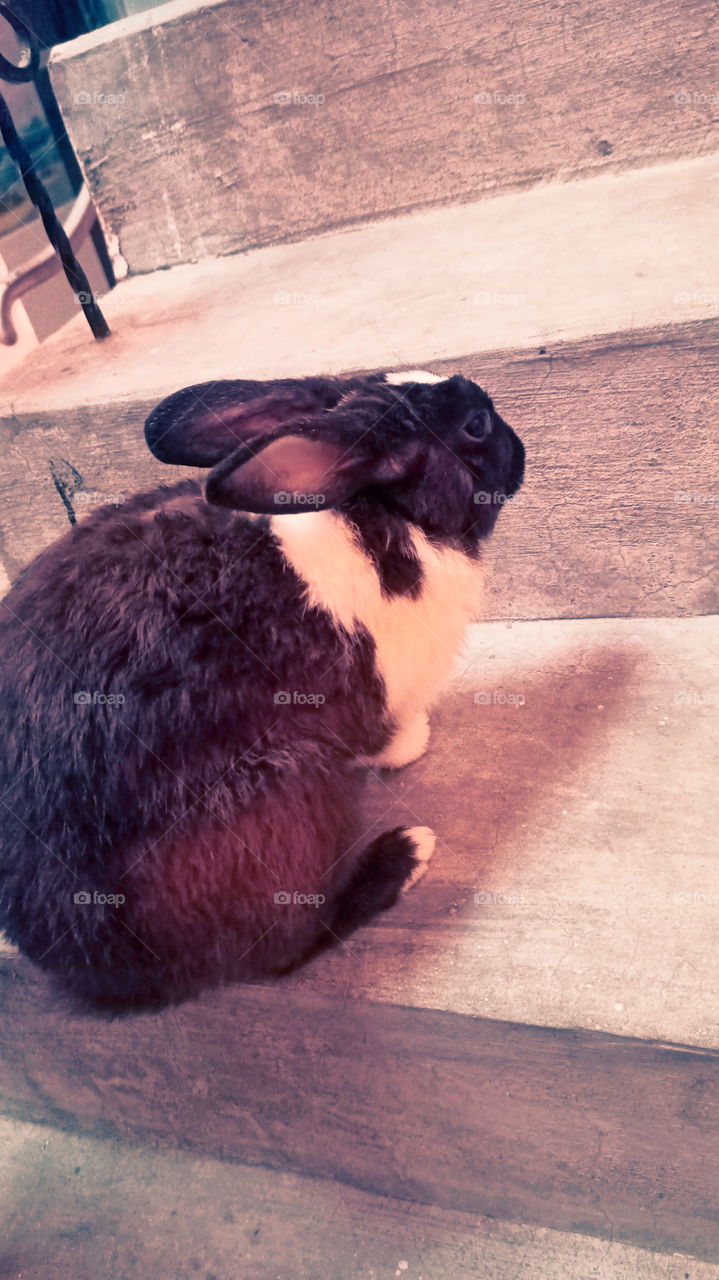 Rabbit Nice Look India