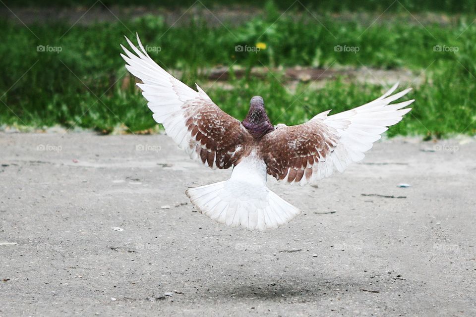 Pigeon