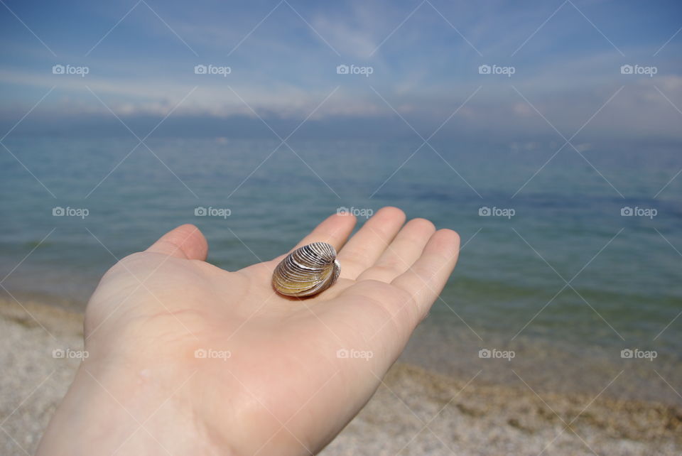 Close-up of a seashell in human's hand