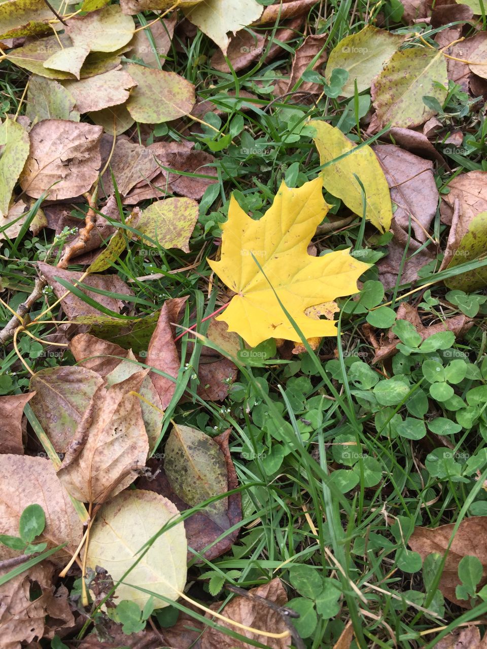 Autumn. Falling leaves 