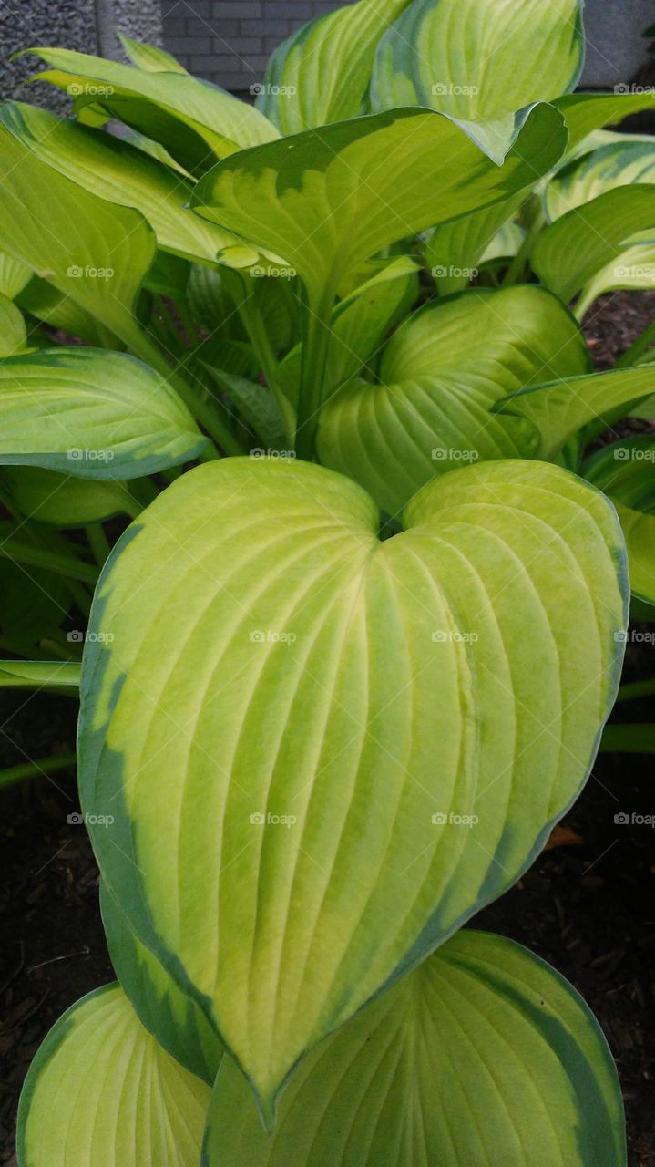 fresh. green. summer