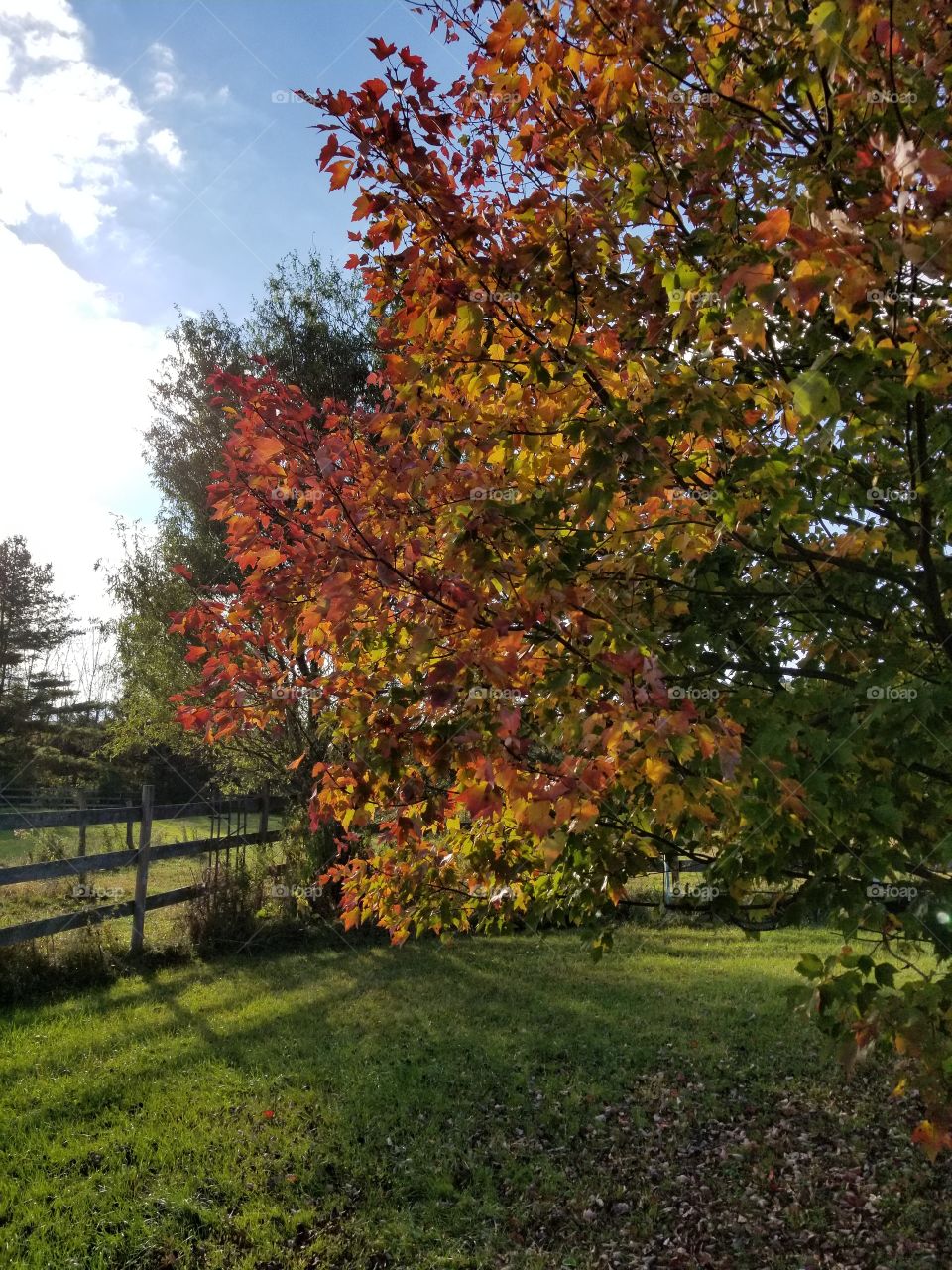 Fall, Leaf, Nature, Tree, Season