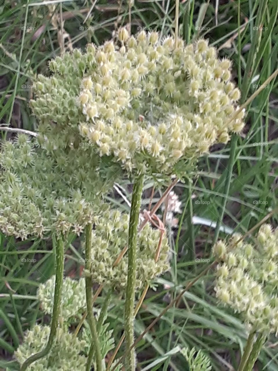 Close up of the Beauty of Weeds