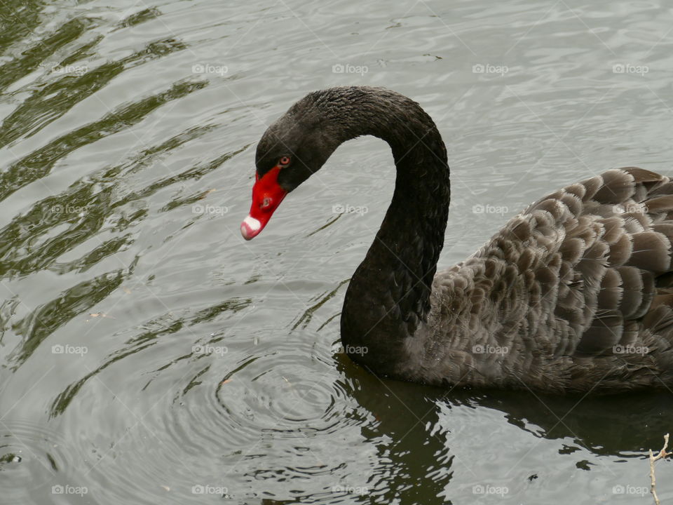 the black Swan