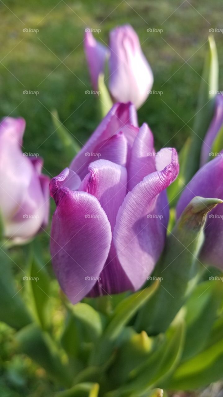 Bloom purple