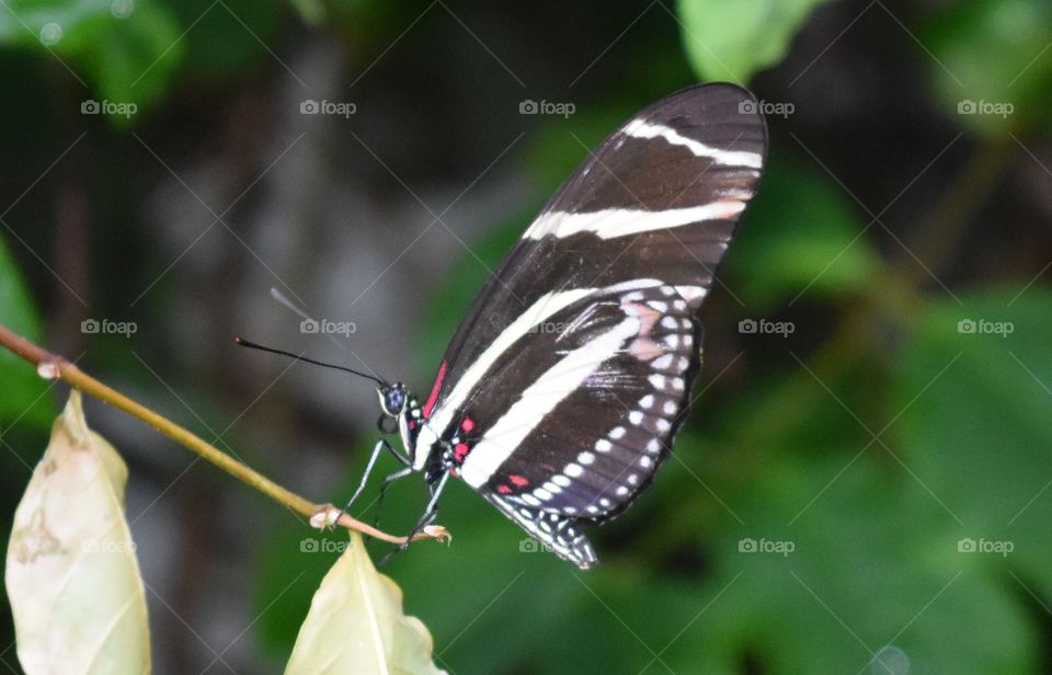 Butterfly, No Person, Nature, Insect, Outdoors