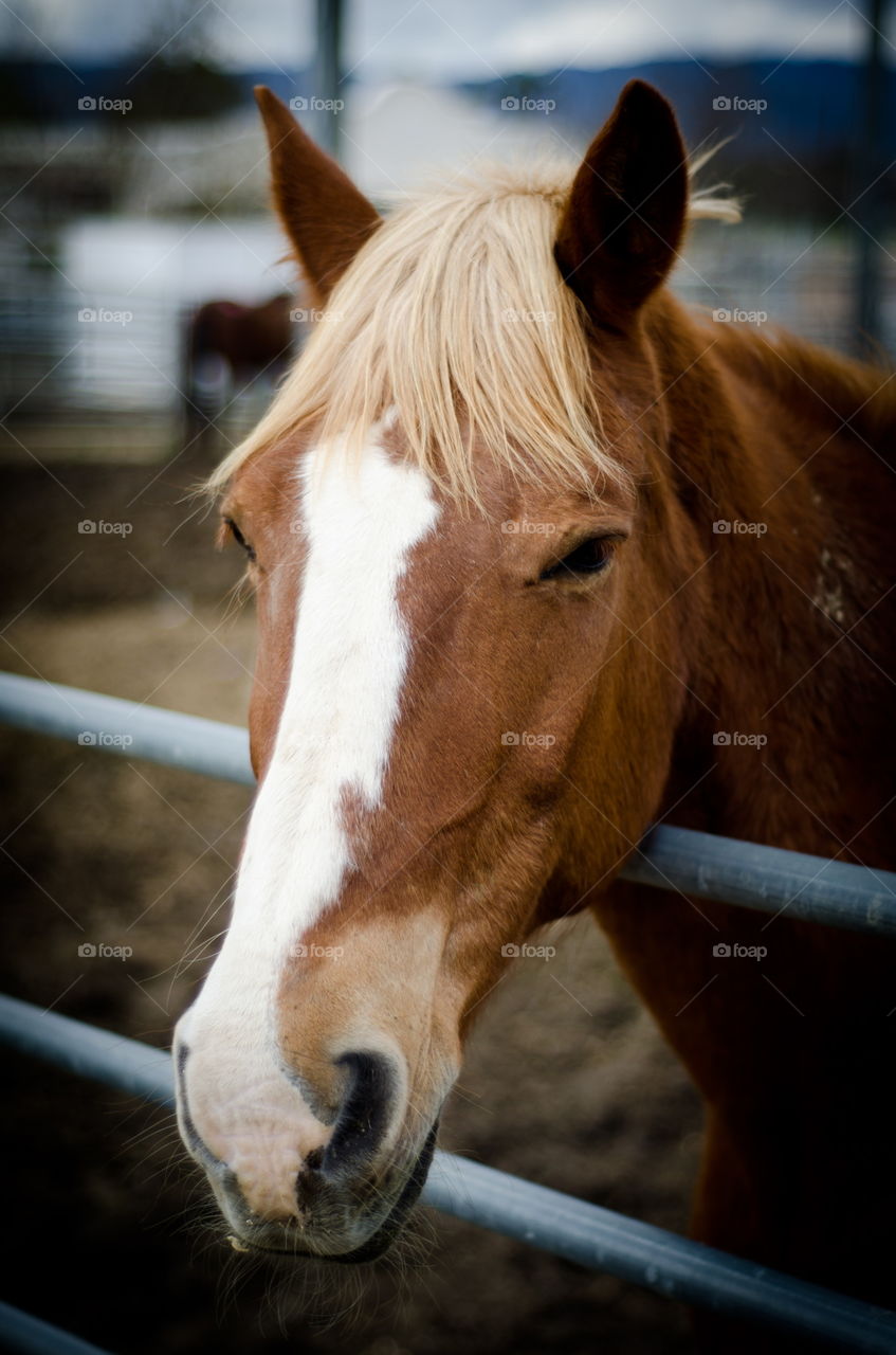 Portrait of horse standing at stable