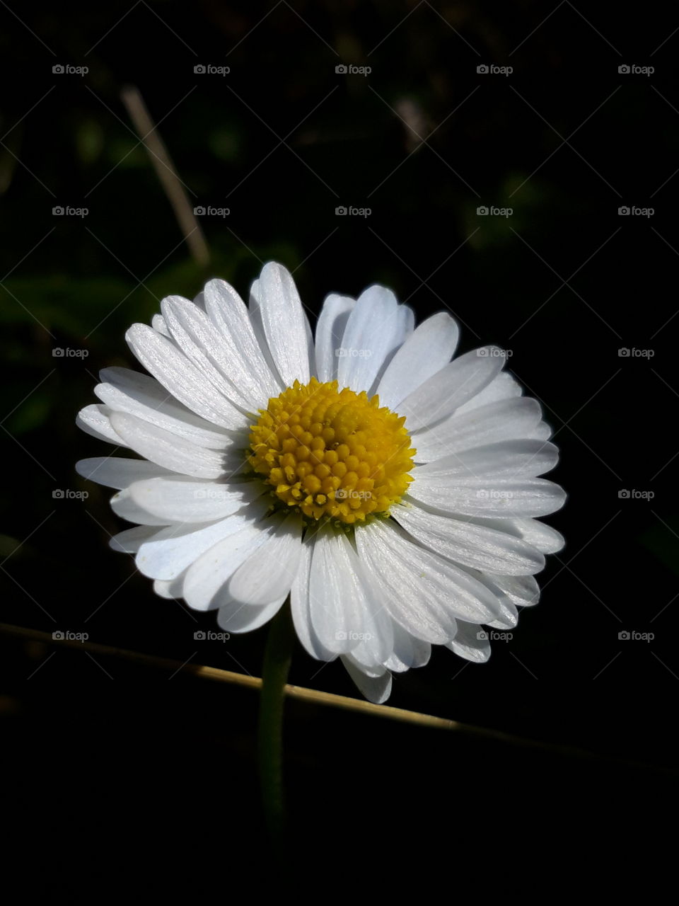 Smoll, wite, beautiful flower. Zielona Góra. Poland.