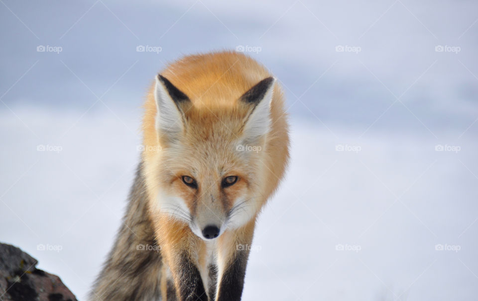 Front view of standing wolf