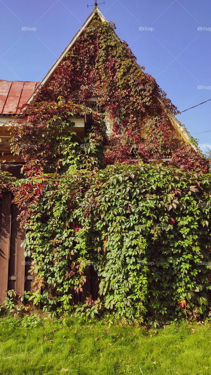 A house wrapped in wild grapes