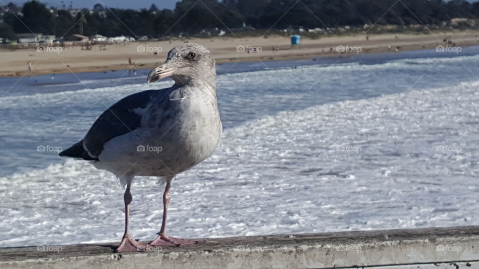 Pismo Gull. Taken at the Pismo Beach Pier in California.