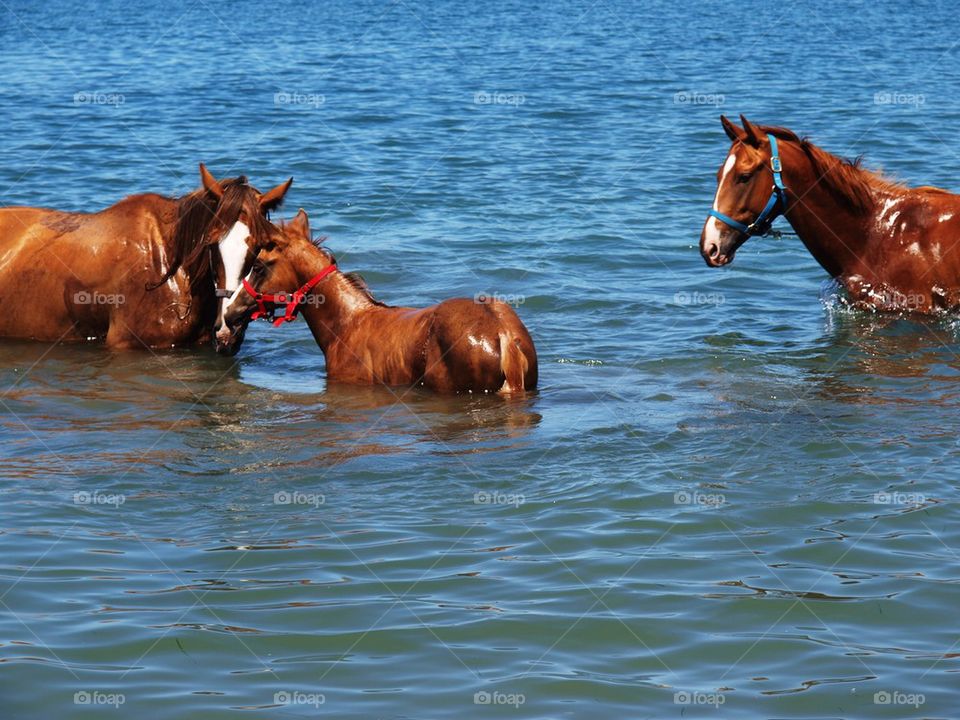 Horses in sea