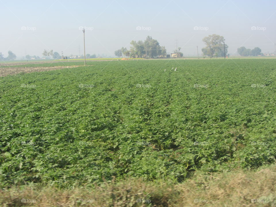 Lush farm in Punjab