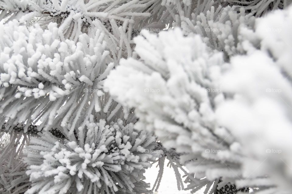 Trees and bushes are covered with white snow and winter pattern in winter in the park and city.