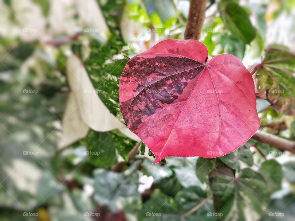 beautiful red tree leaf , closeup , details , focus