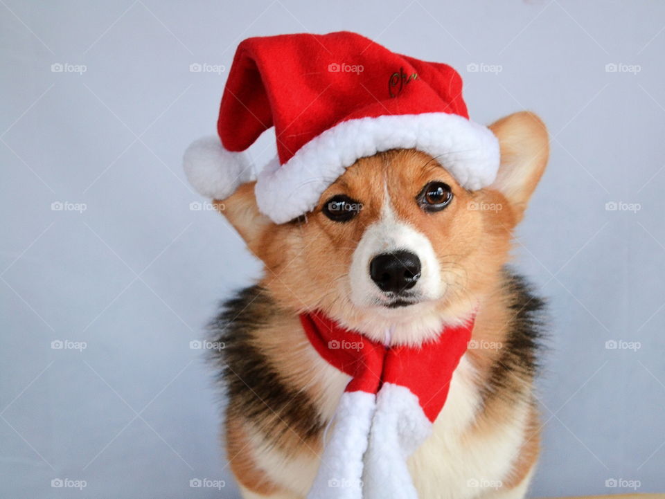 Dog in santa hat