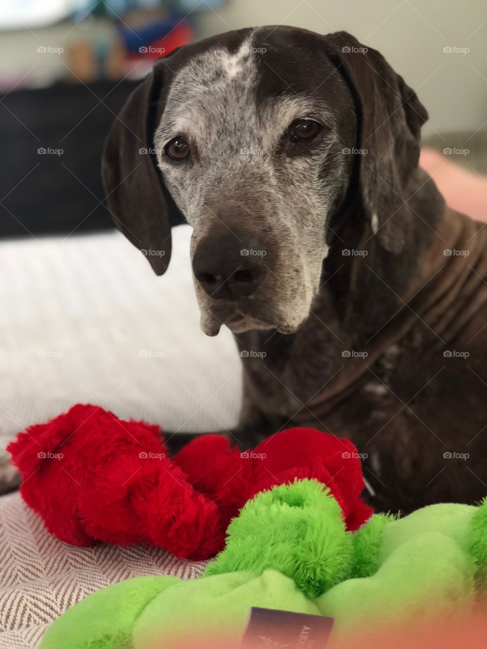 German Shorthair Pointer 